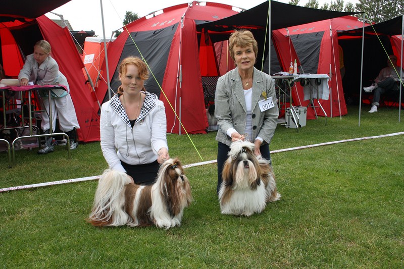Shih Tzu Danmark